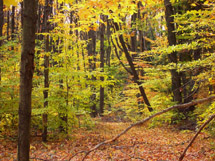 meliora 2005