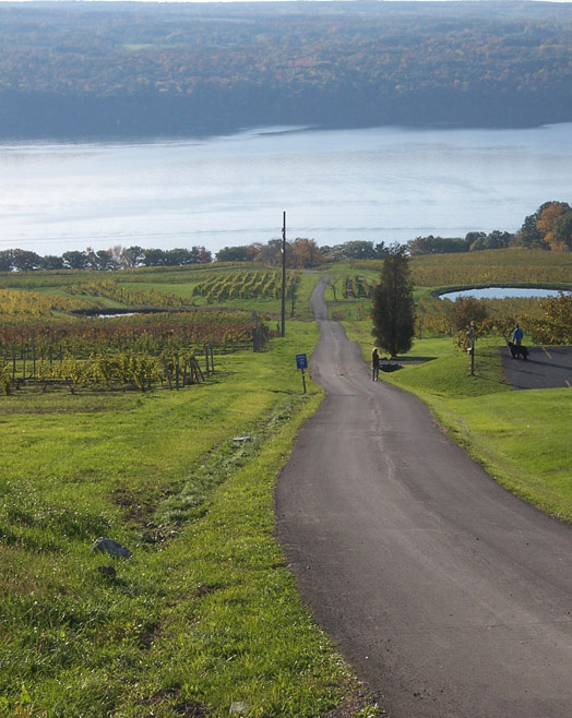 Vineyards winding down to Seneca Lake - near Hector, NY