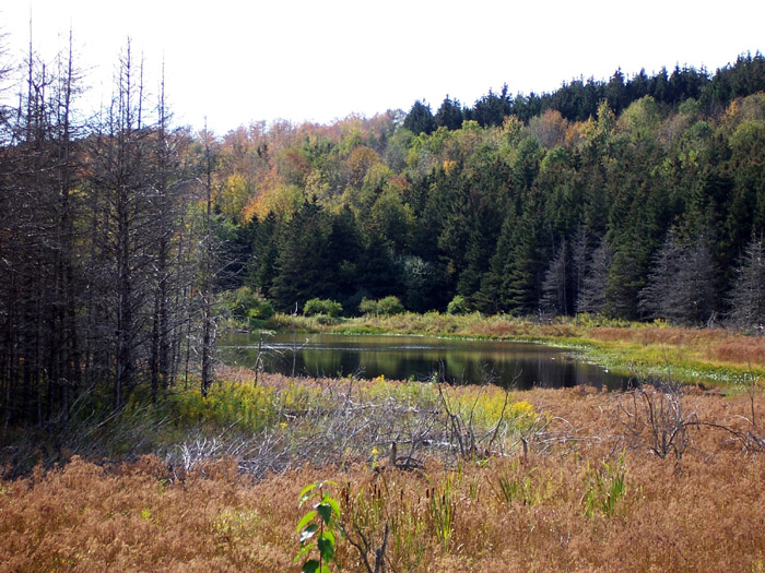 small pond