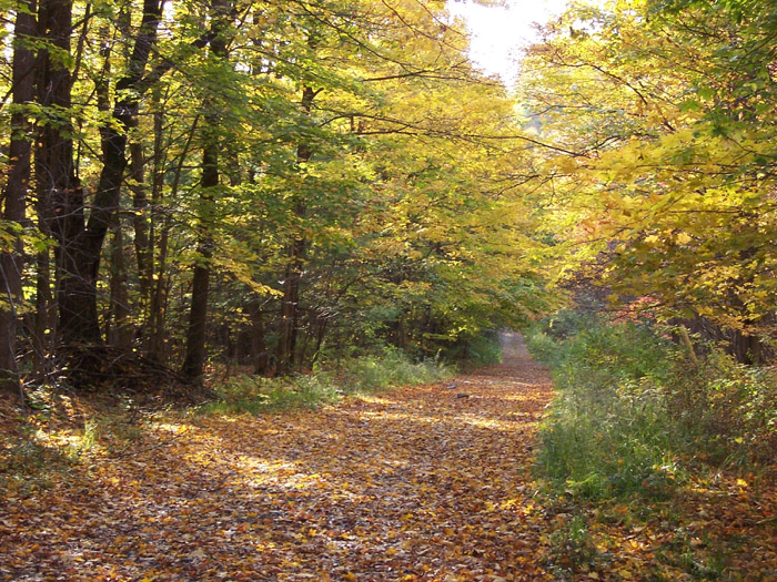 Beaver Meadow State Forest