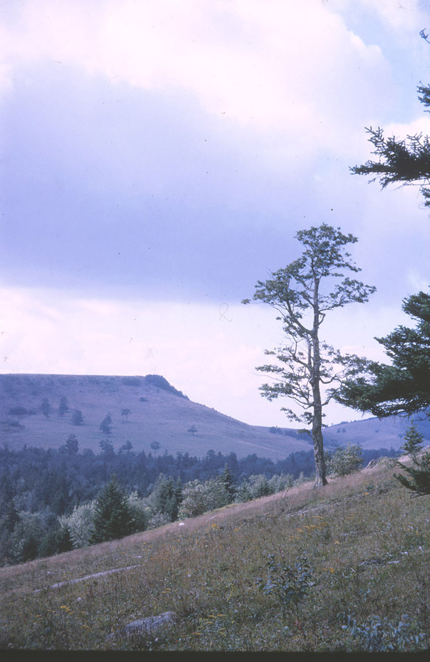Ashe, Watauga Counties