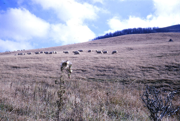 Ashe, Watauga Counties