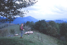 Ashe, Watauga Counties
