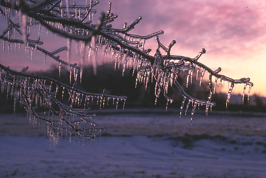 Winter Dawn
