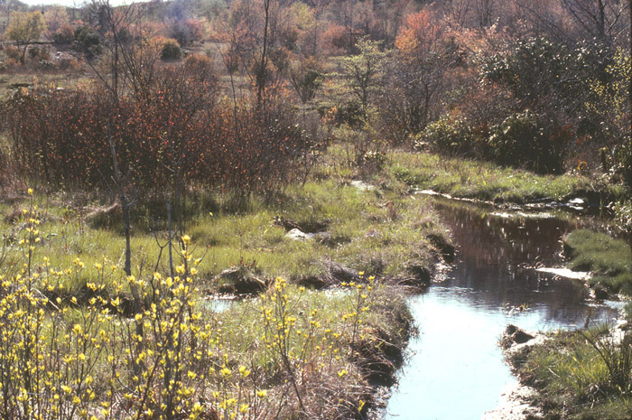 Elk Knob Park Area