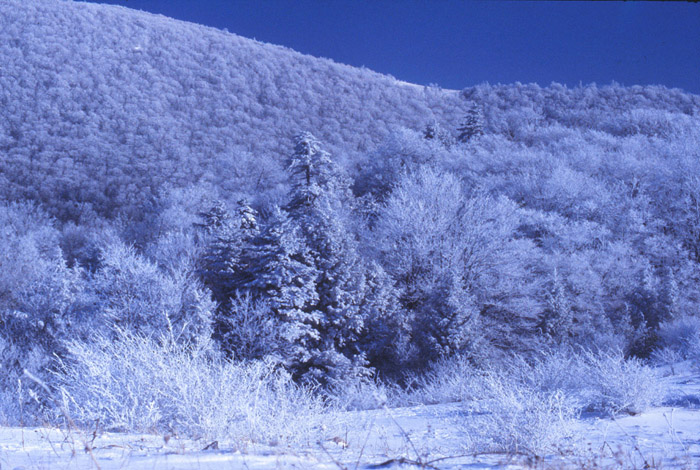 Elk Knob Park Area