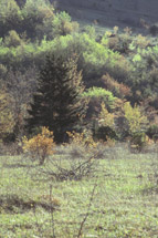 Elk Knob