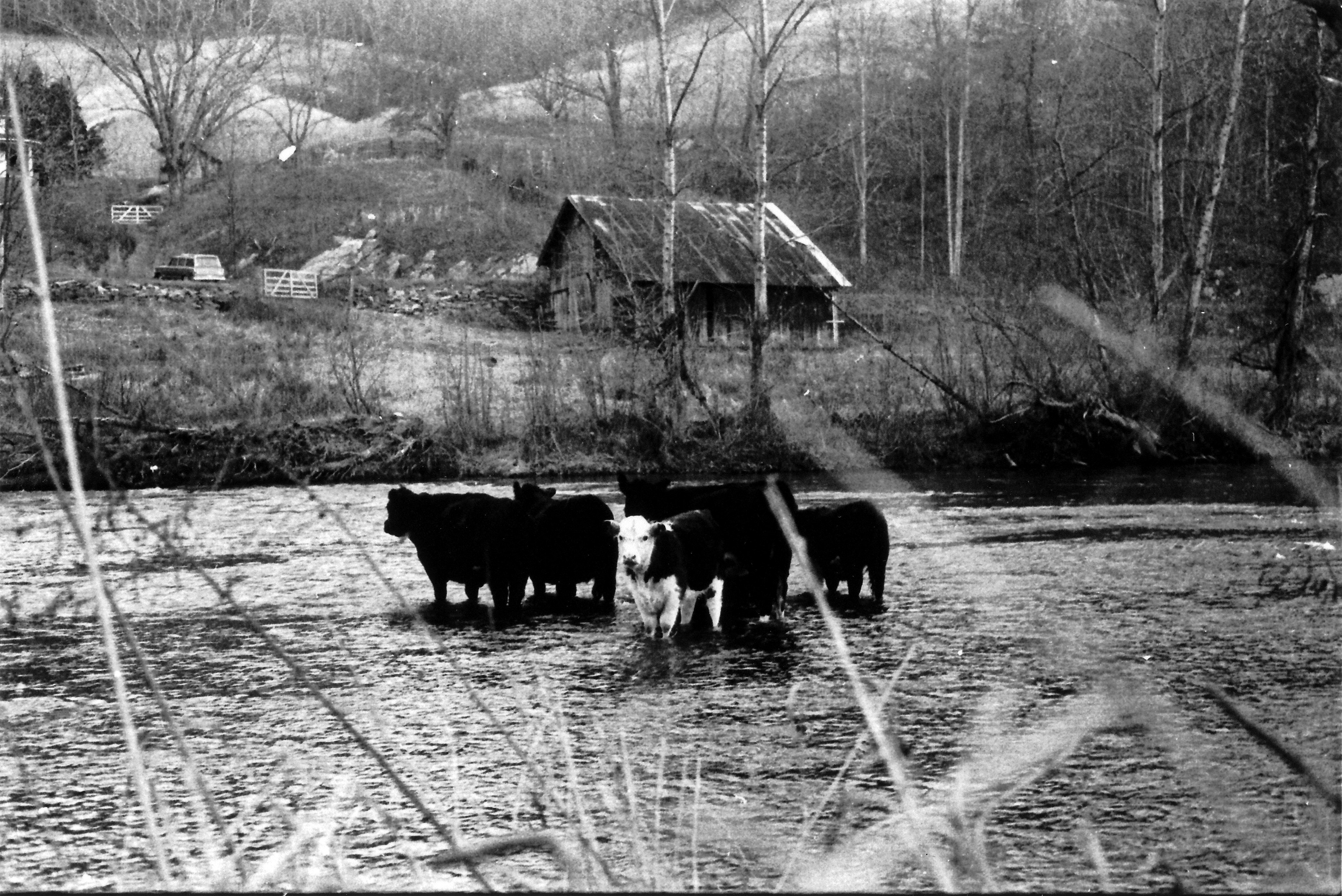 cattle
