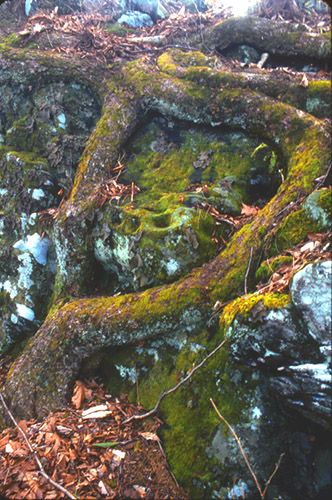 Root & Rock